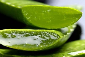 Folha de Aloe Vera