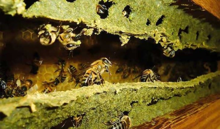 Própolis Verde
